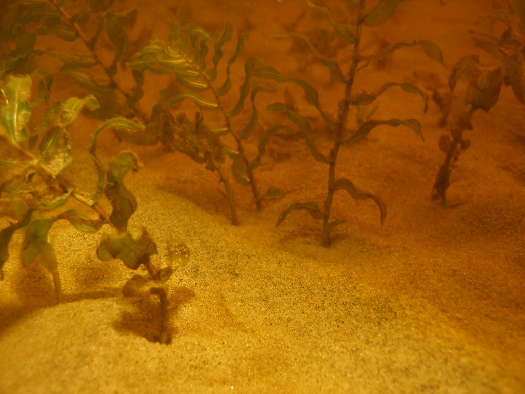 Very small potamogeton growing from sand. 