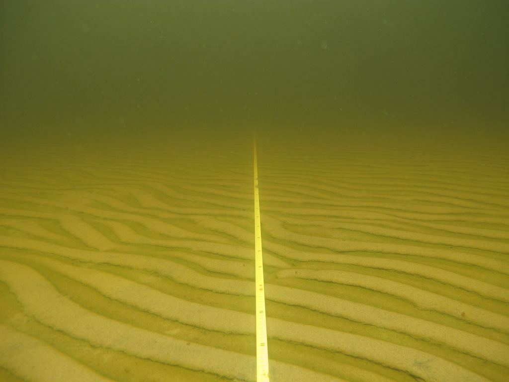 Sandy sea bottom with a transect line. 