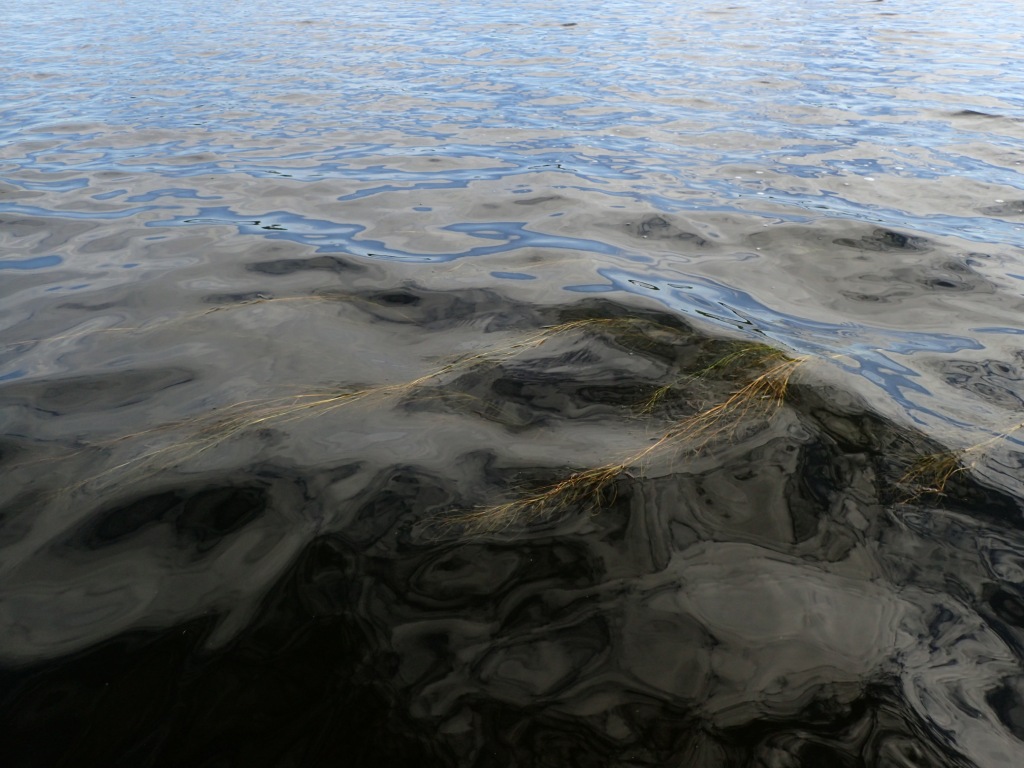 Sheathed pondweed on water. 