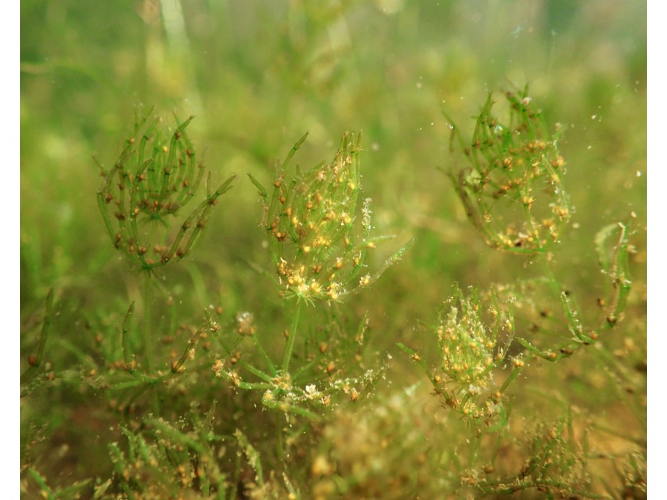 Green plants with darker and orange colored dots of reproductive organs under water
